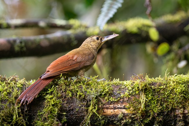 Spotted Woodcreeper