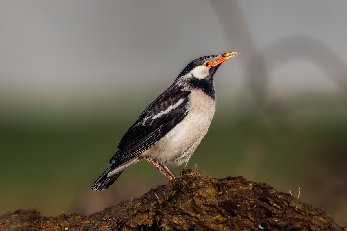 Asian Pied Starling - ML424393971