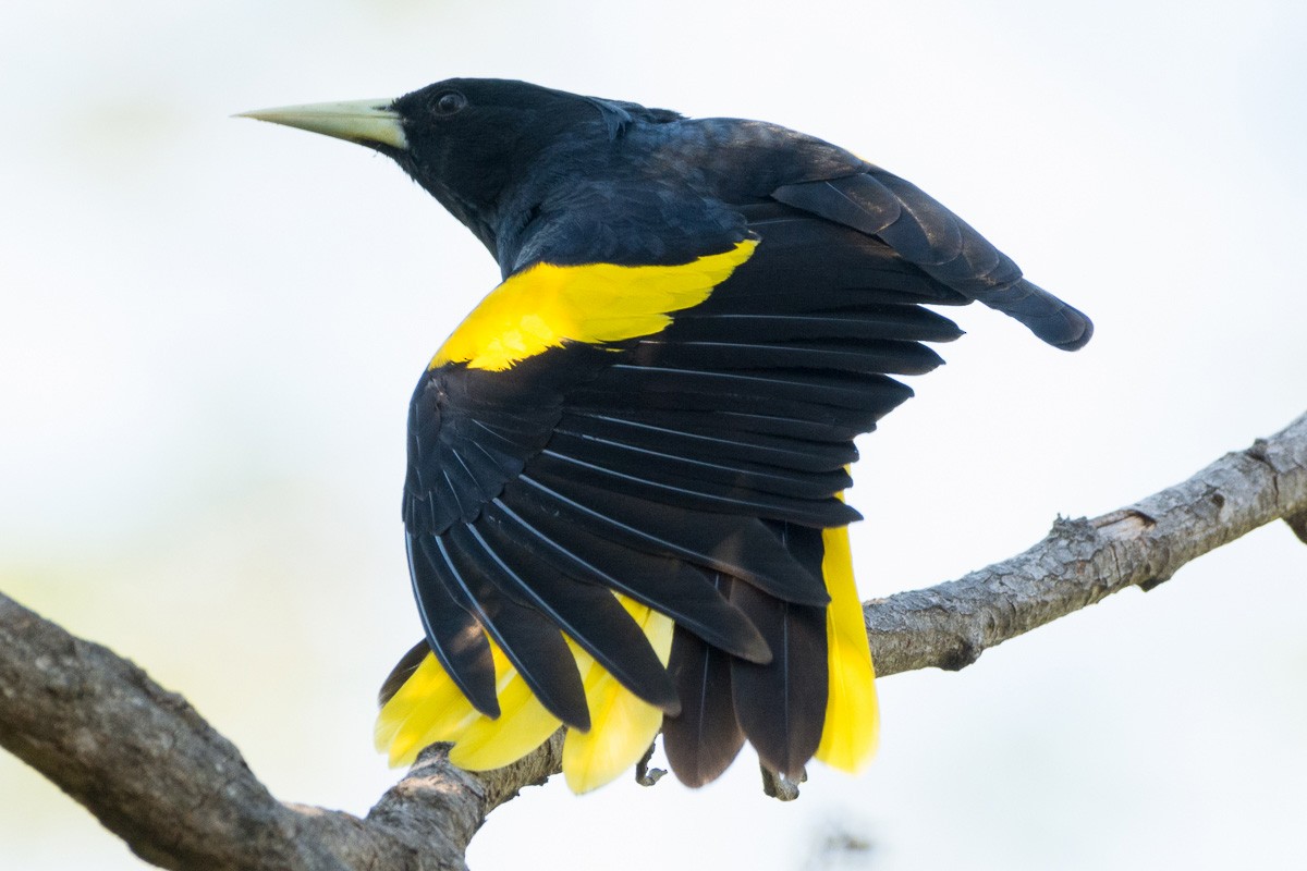 Yellow-winged Cacique - ML424394461