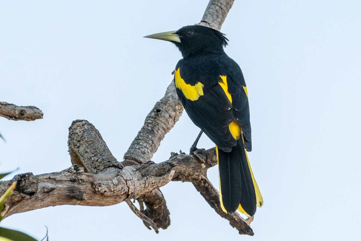 Yellow-winged Cacique - ML424394551