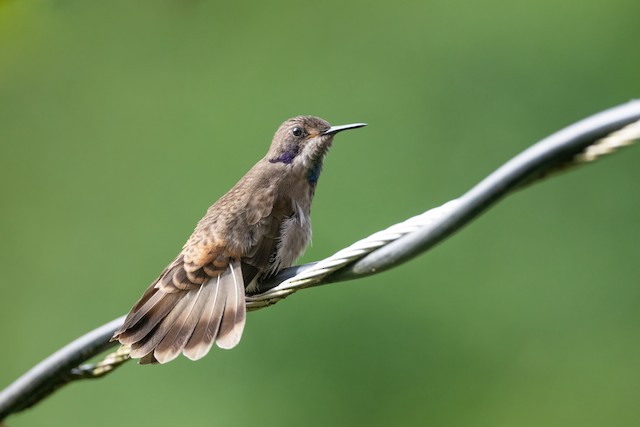 Brown Violetear