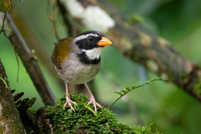 Orange-billed Sparrow