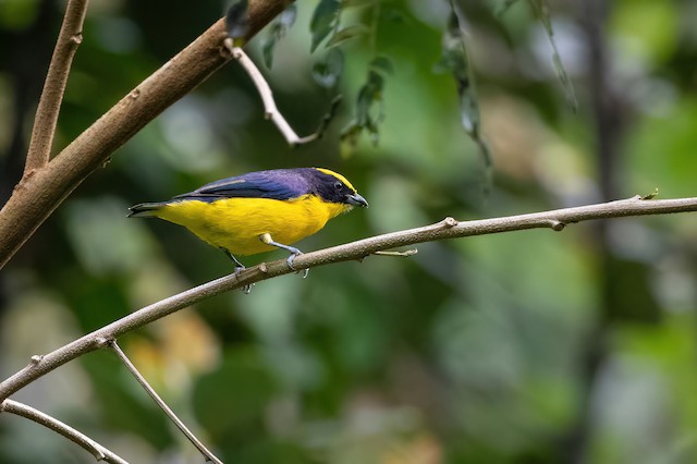 Thick-billed Euphonia