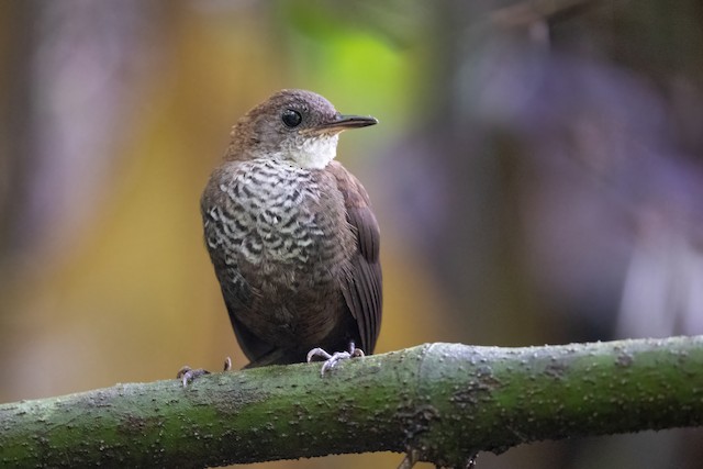 Scaly-breasted Wren