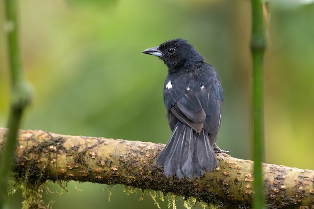 White-lined Tanager