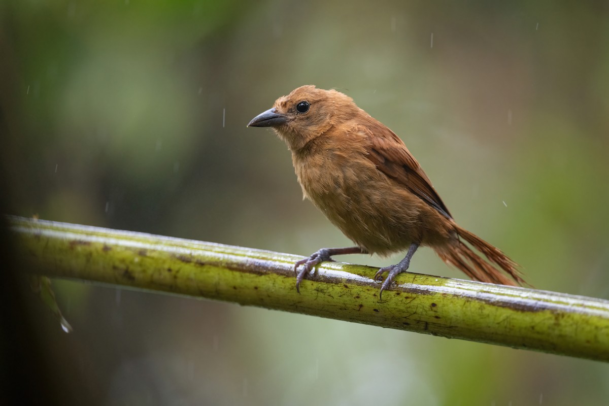White-lined Tanager - ML424403591