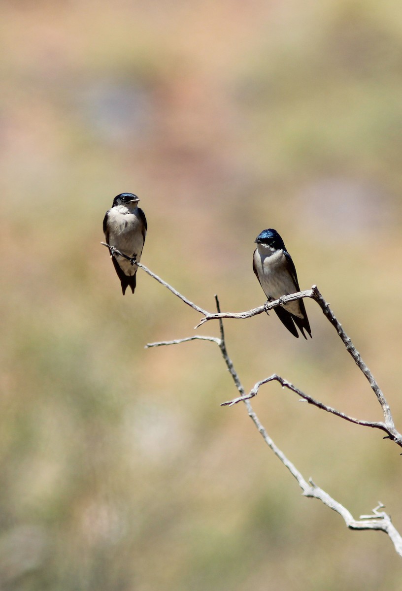 Pearl-breasted Swallow - ML424403861
