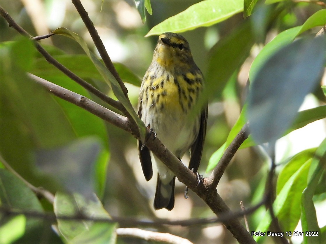 Cape May Warbler - Peter Davey