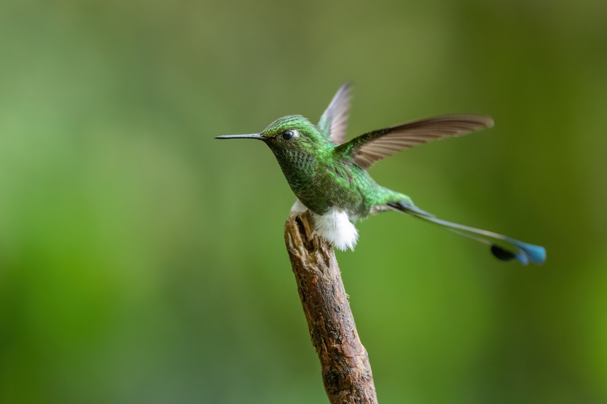 White-booted Racket-tail - Adam Jackson