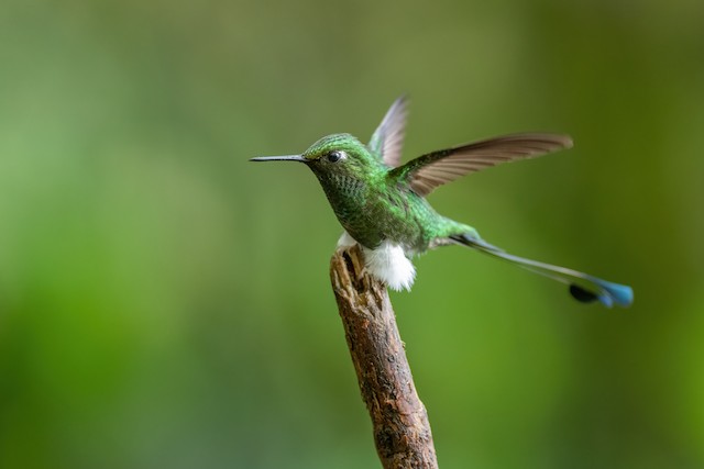 White-booted Racket-tail