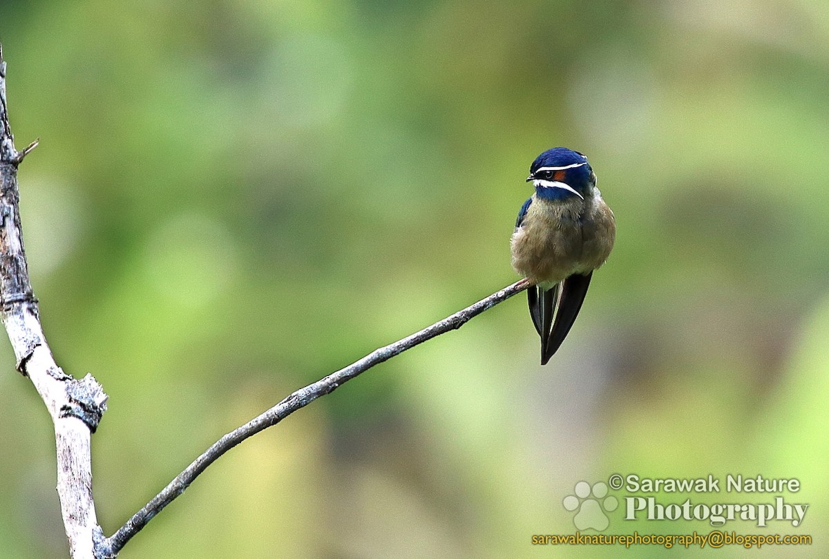 Whiskered Treeswift - Joanes Unggang