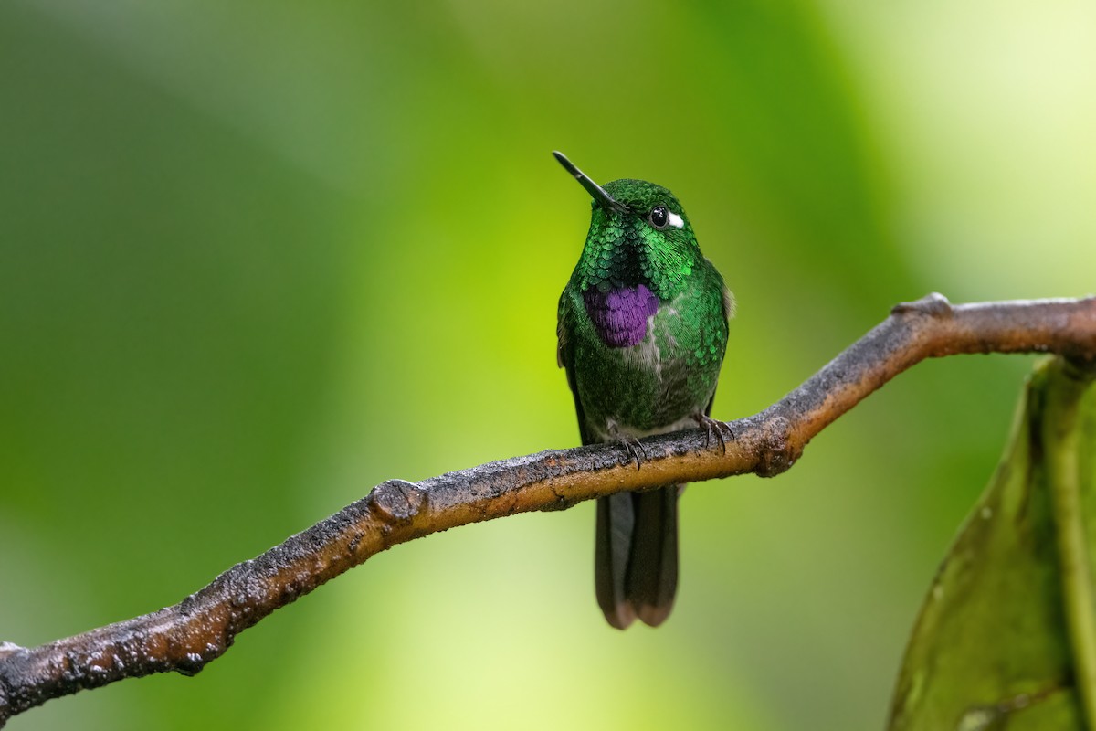 Purple-bibbed Whitetip - Adam Jackson