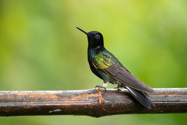 Velvet-purple Coronet