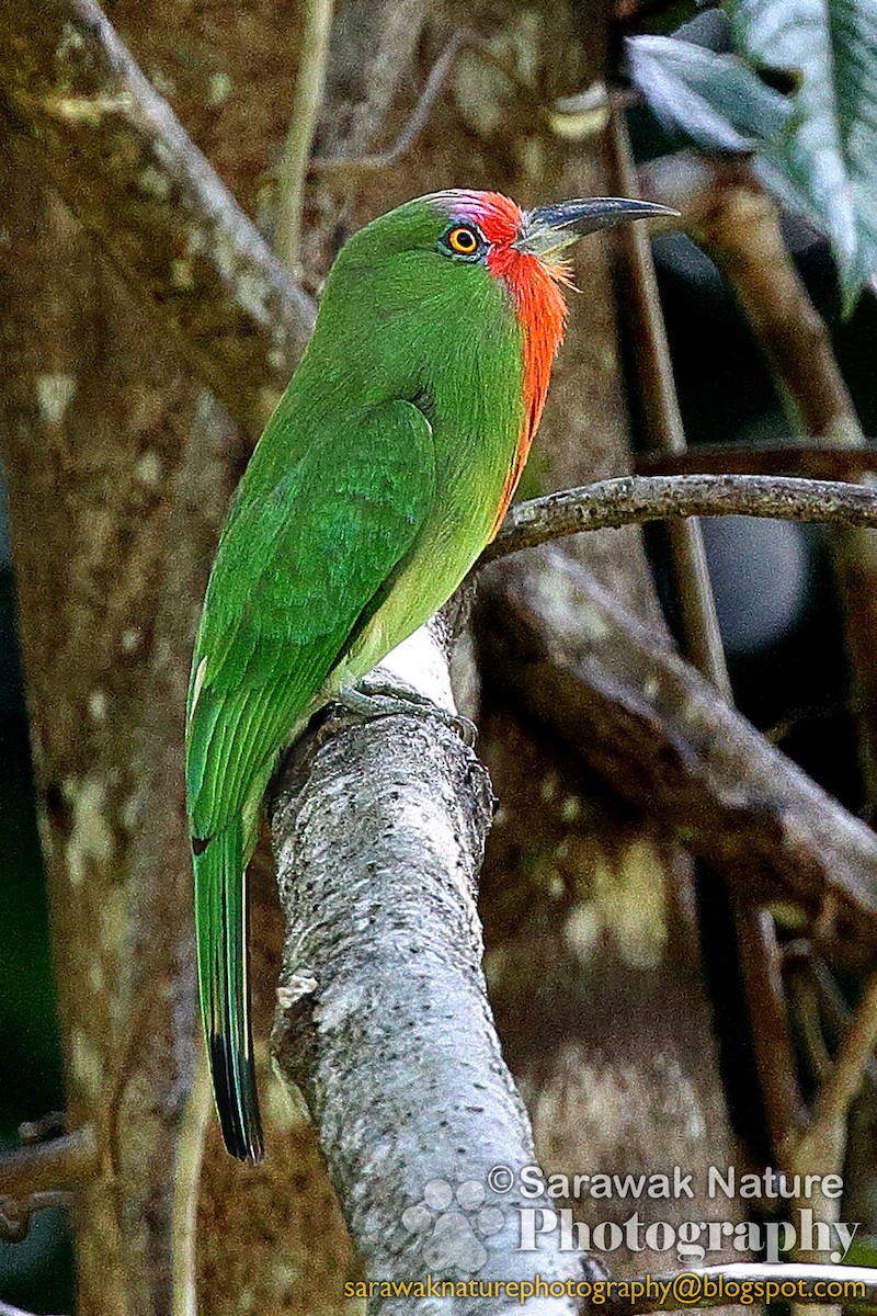 Red-bearded Bee-eater - Joanes Unggang