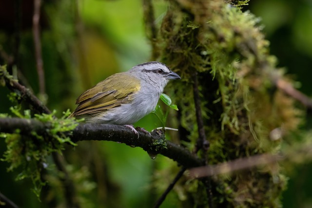 Black-striped Sparrow