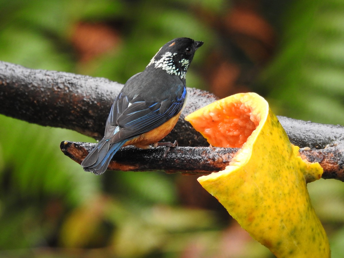 Spangle-cheeked Tanager - Mike Perrin