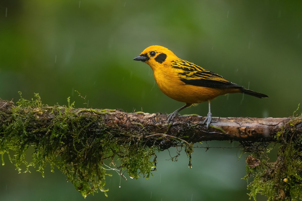 Golden Tanager - Adam Jackson