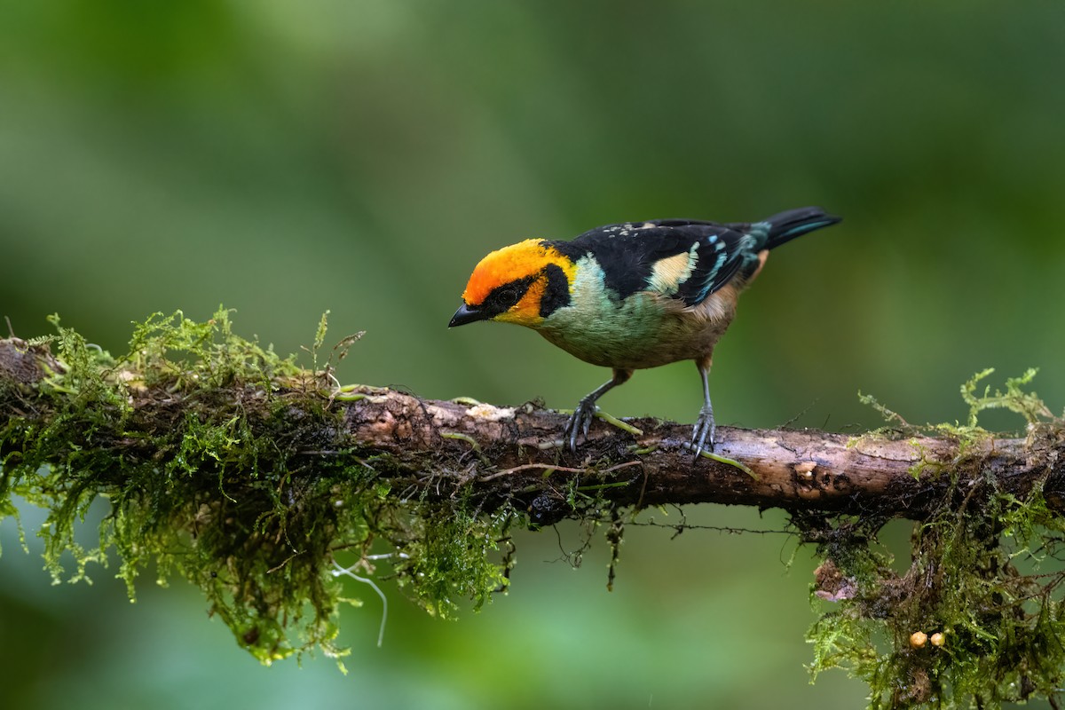 Flame-faced Tanager - Adam Jackson