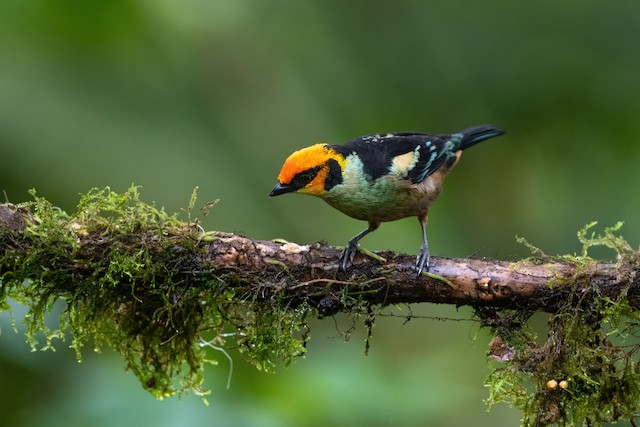 Flame-faced Tanager