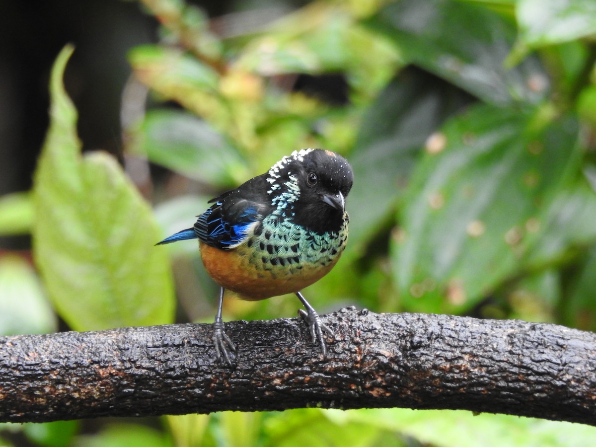 Spangle-cheeked Tanager - ML424412901