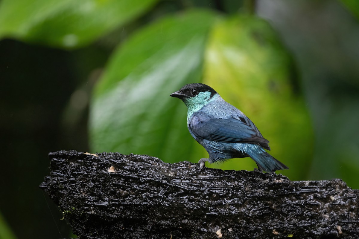 Black-capped Tanager - Adam Jackson