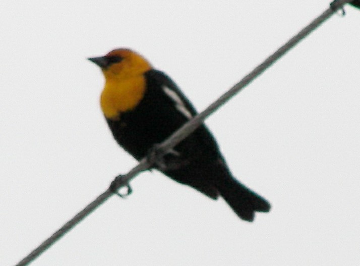 Yellow-headed Blackbird - ML424415791