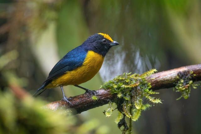 Orange-bellied Euphonia