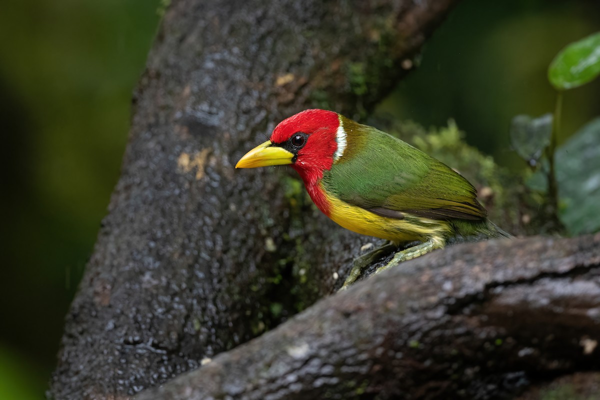 Red-headed Barbet - Adam Jackson