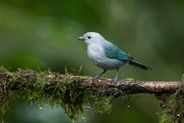 Blue-gray Tanager