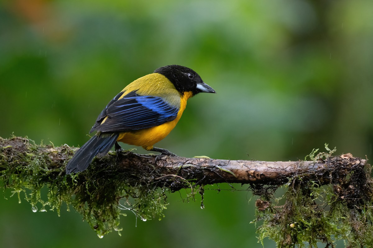 Black-chinned Mountain Tanager - Adam Jackson