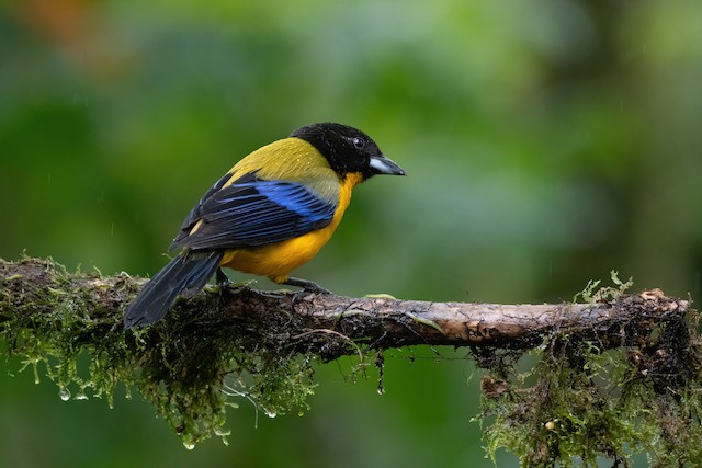 Black-chinned Mountain Tanager