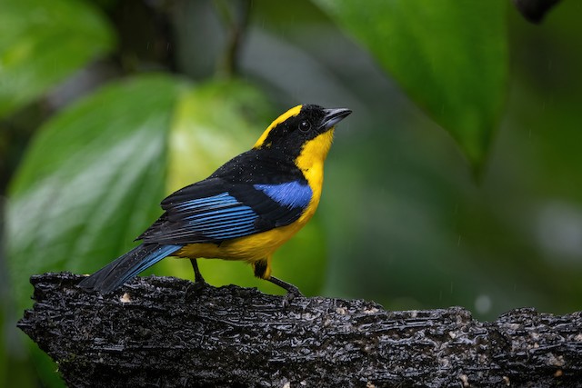 Blue-winged Mountain Tanager