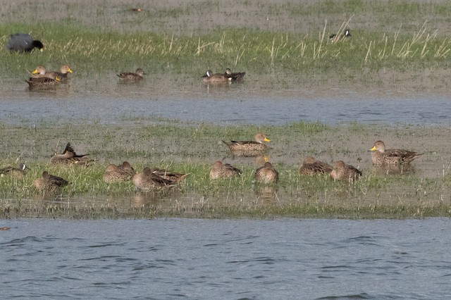 Yellow-billed Pintail