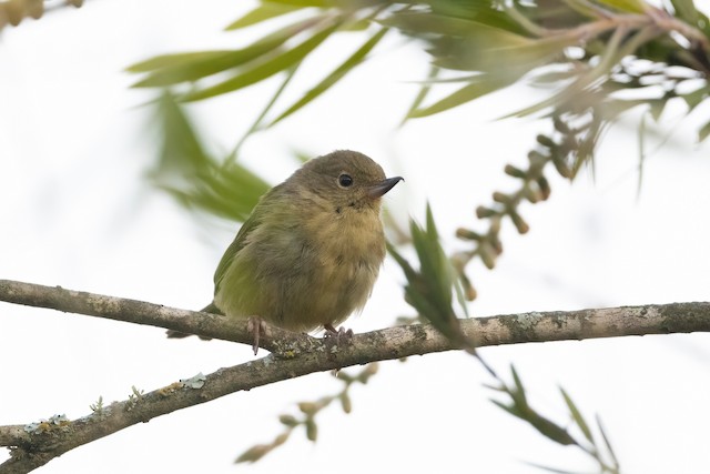 Rusty Flowerpiercer