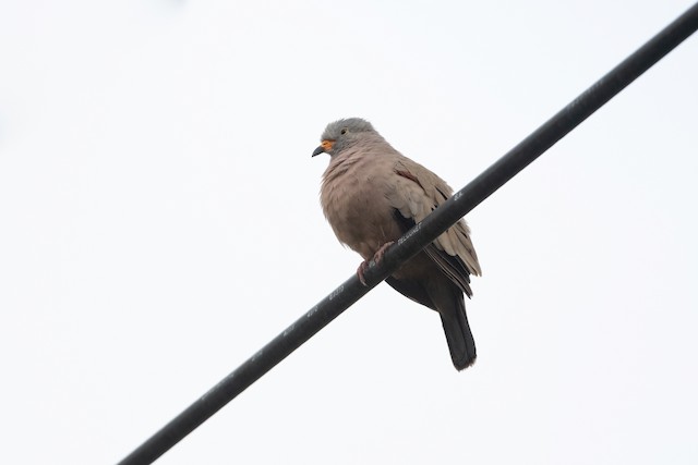 Croaking Ground Dove