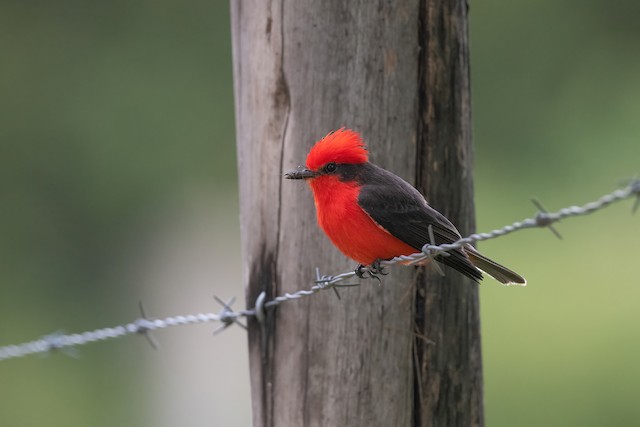 Vermilion Flycatcher