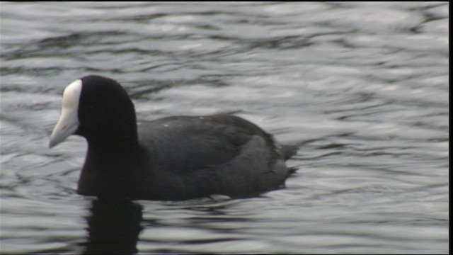  - Hawaiian Coot