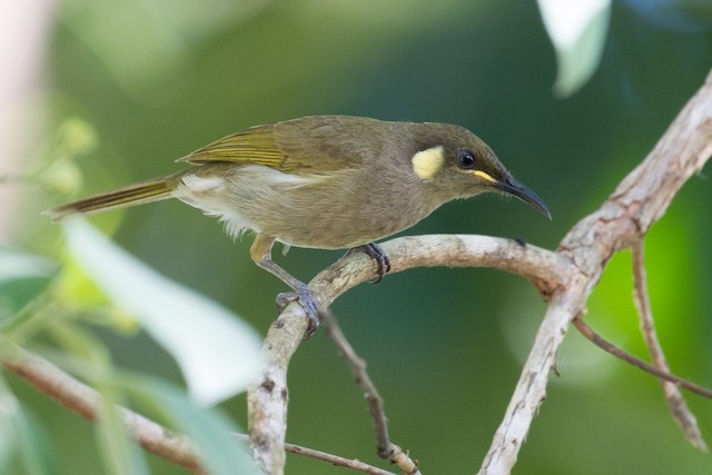 Cryptic Honeyeater (Meliphaga imitatrix) - Wet Tropics endemic bird, Queensland Australia