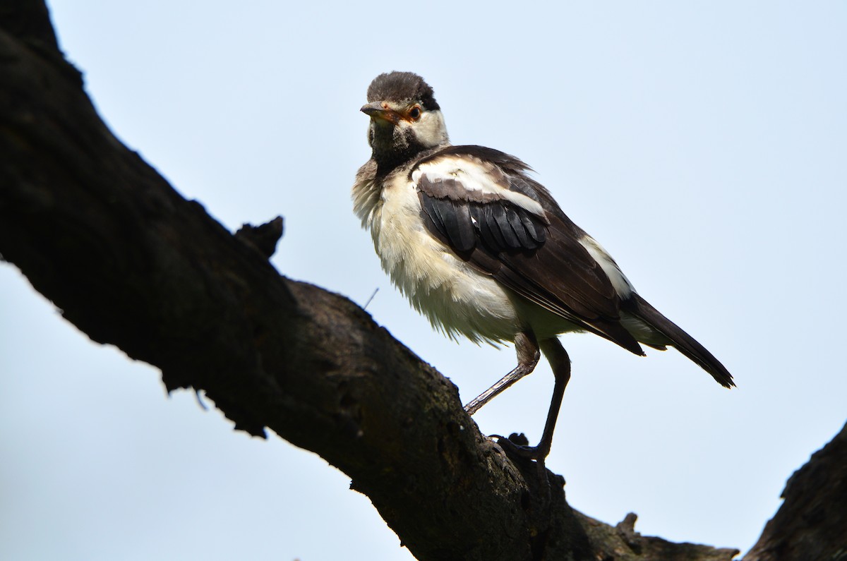 Indian Pied Starling - ML42442461