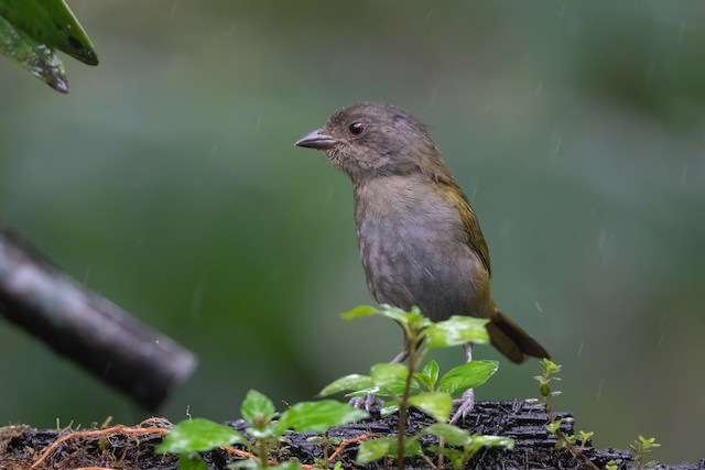 Dusky Chlorospingus