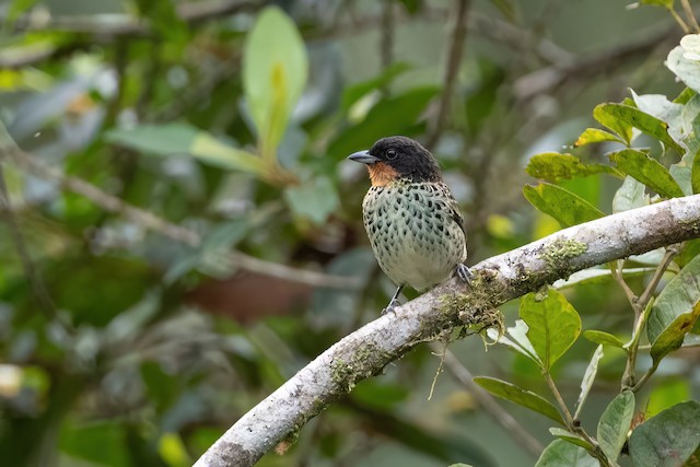 Rufous-throated Tanager