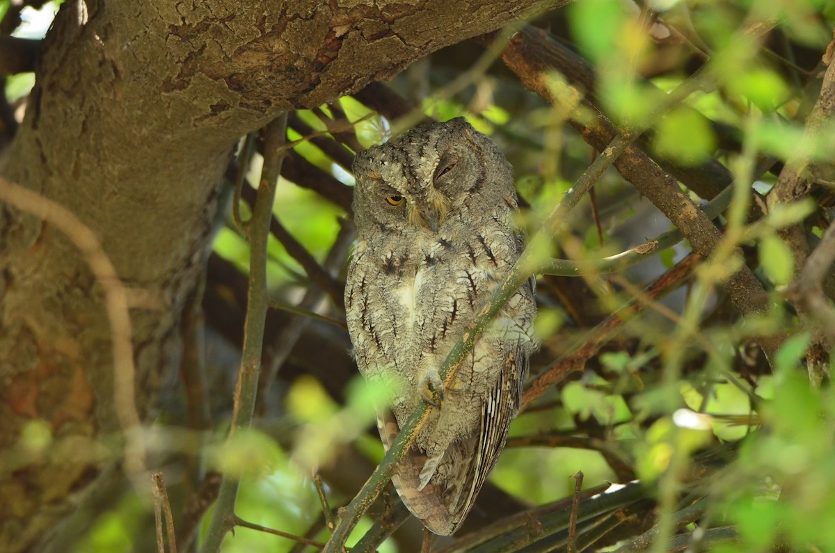 Indian Scops-Owl - ML42443101
