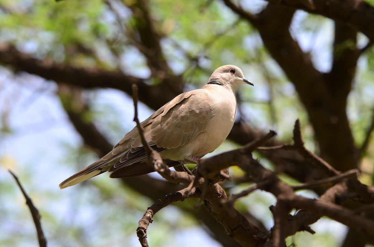Red Collared-Dove - ML42443331