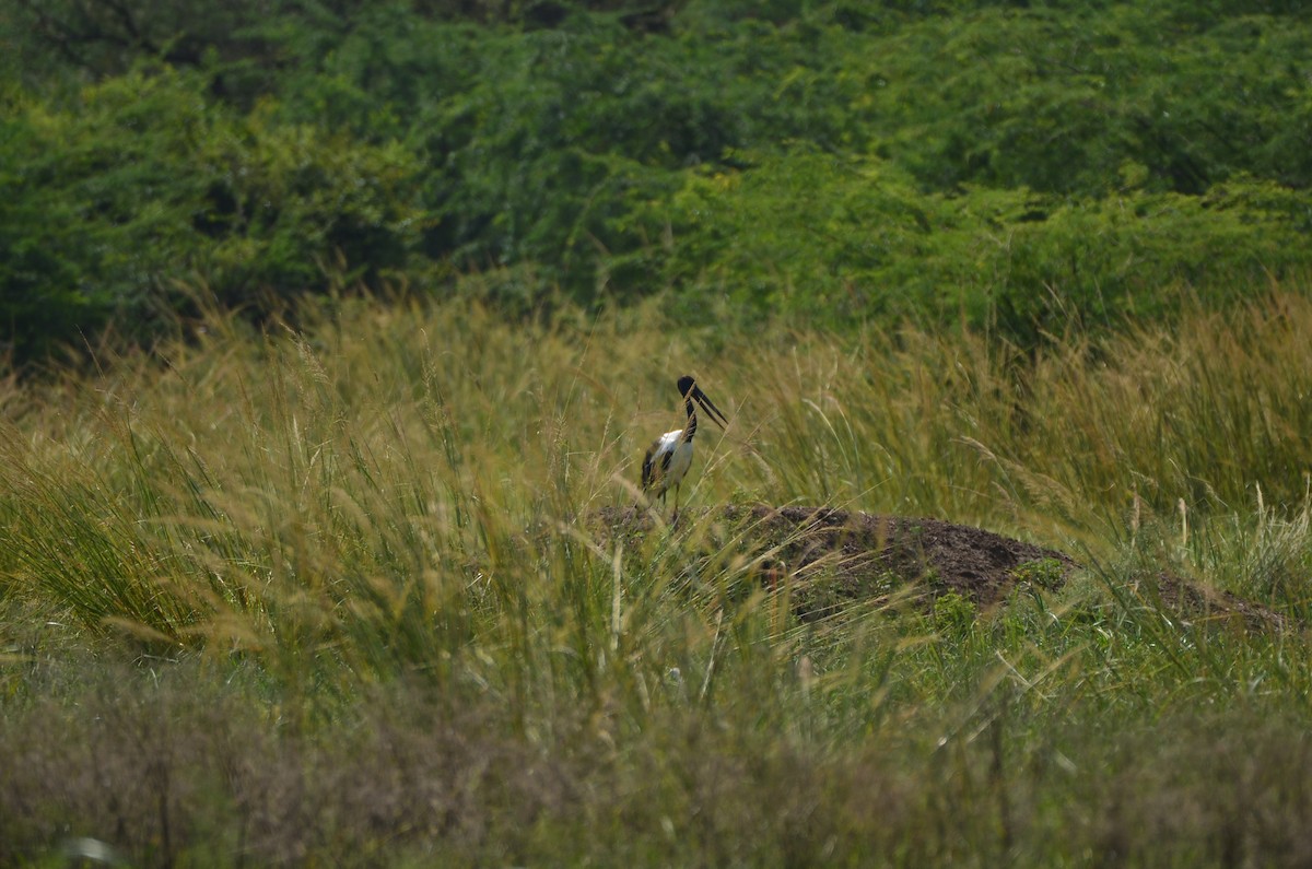 Black-necked Stork - ML42443571
