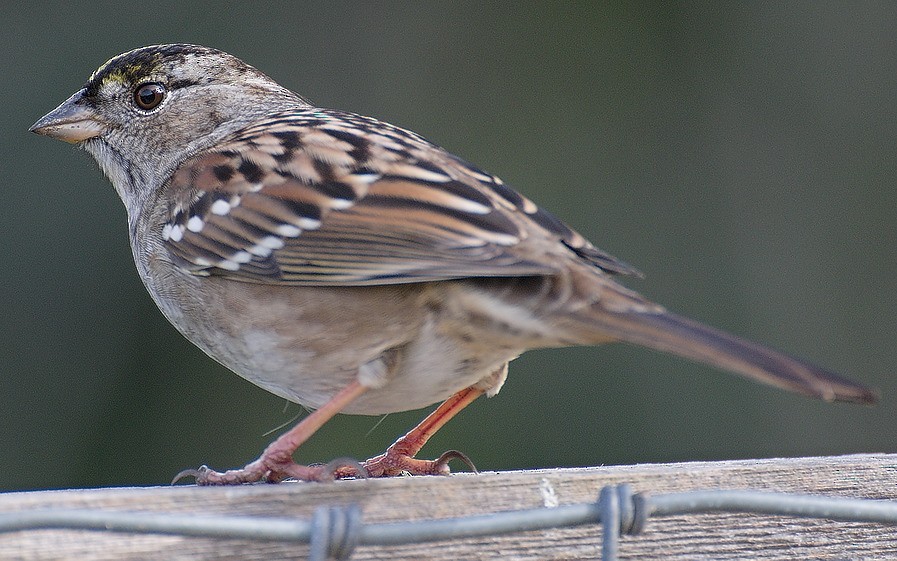 Golden-crowned Sparrow - ML42443891