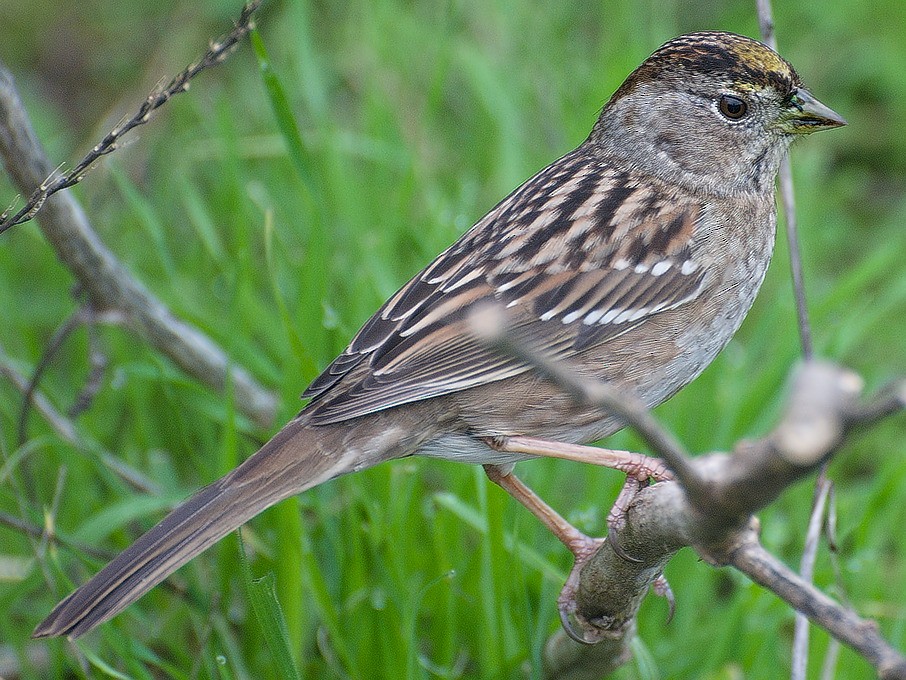 Golden-crowned Sparrow - ML42443901