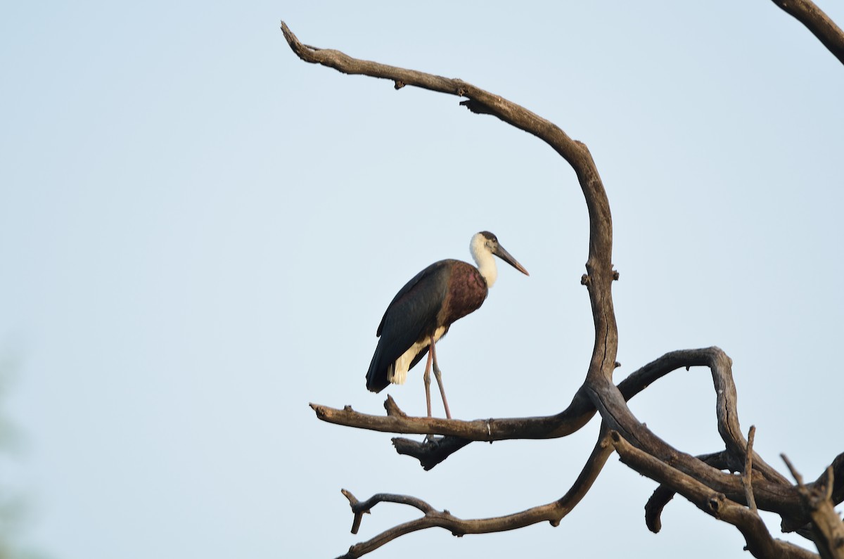 Asian Woolly-necked Stork - ML42444011