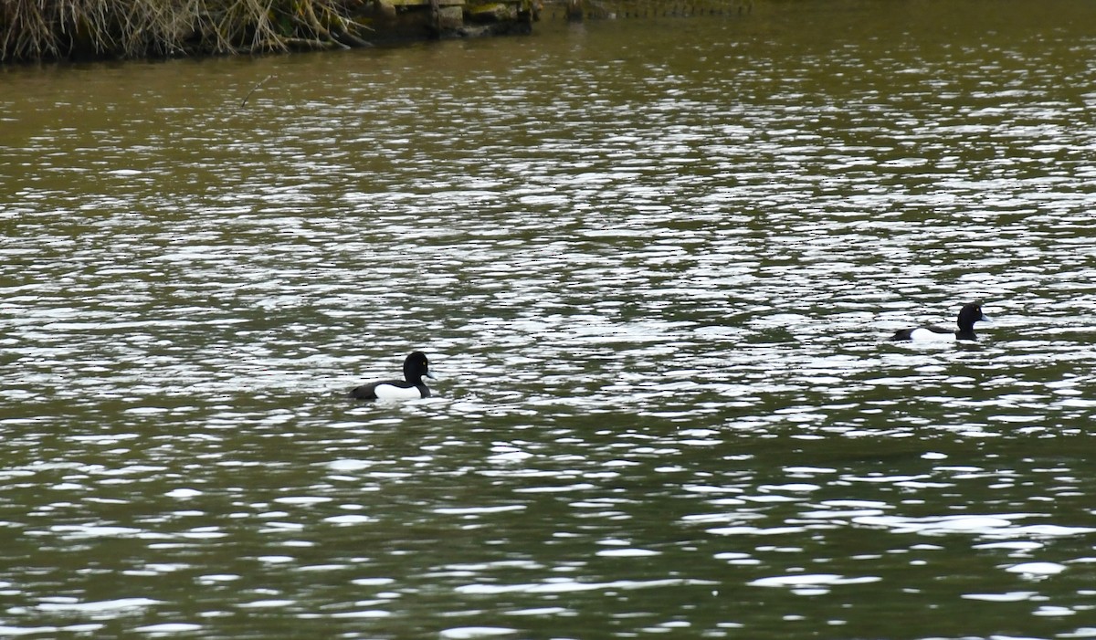 Greater Scaup - ML424440641