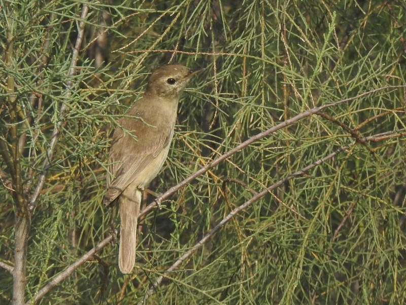 Booted Warbler - ML424443021