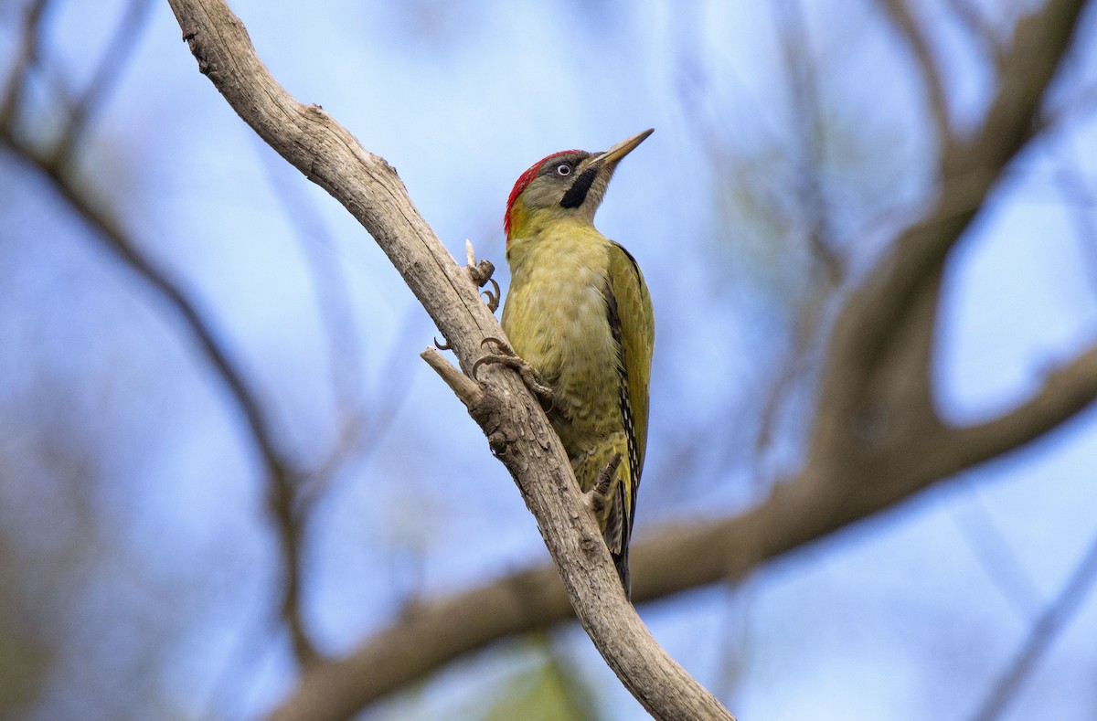 Levaillant's Woodpecker - ML424447811